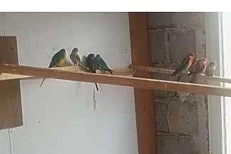 Papugi świergoty i inne, Podkarpackie, Bobrowa Wola