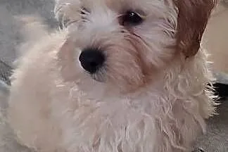 Maltipoo -Maltańczyk&Pudel miniaturowy