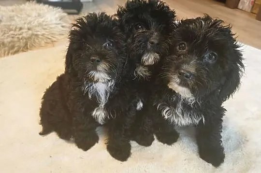 Maltipoo -Maltańczyk&Pudel miniaturowy, Małopolskie, Tarnów