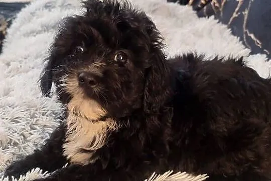Maltipoo -Maltańczyk&Pudel miniaturowy, Małopolskie, Tarnów
