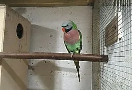 Papugi Aleksandrety Różowopierśne para, Głowno