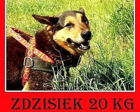 20kg,owczarko-jamnik,spokojny,łagodny,towarzyski p