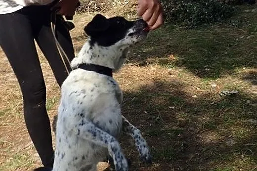 Ciapek- śliczny psiak w typie jack russel FILMIK, 