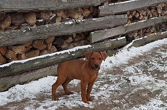 Pinczer średni - szczeniak z kompletem szczepień, Murów