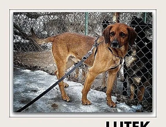 LUTEK,posokowiec mix,średni,młody,łagodny,szczepiony pies.ADOPCJA, Małopolskie, Kraków