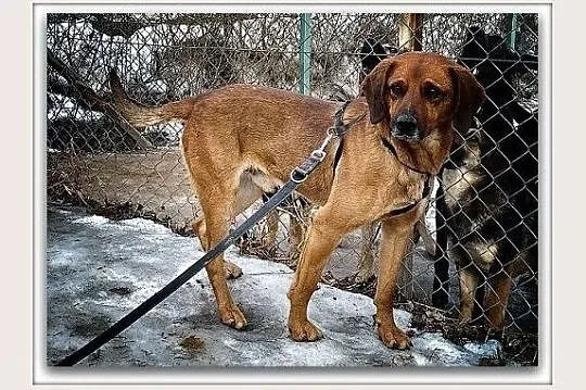LUTEK,posokowiec mix,średni,młody,łagodny,szczepiony pies.ADOPCJA, Małopolskie, Kraków
