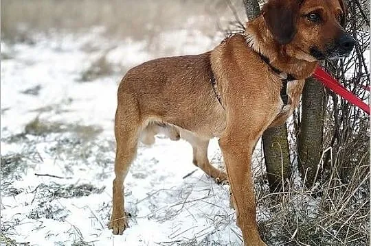 LUTEK,posokowiec mix,średni,młody,łagodny,szczepiony pies.ADOPCJA, Małopolskie, Kraków