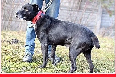 30kg,duży,wierny,odważny,czujny pies BEN do domu z