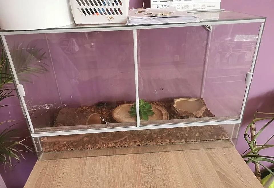 Sprzedam terrarium z wyposażeniem i lokatorem, Mazowieckie, Płońsk