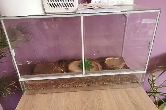 Sprzedam terrarium z wyposażeniem i lokatorem, Mazowieckie, Płońsk