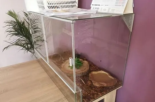 Sprzedam terrarium z wyposażeniem i lokatorem, Mazowieckie, Płońsk