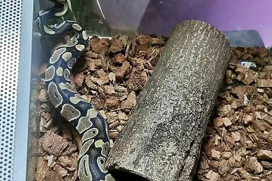 Sprzedam terrarium z wyposażeniem i lokatorem, Mazowieckie, Płońsk