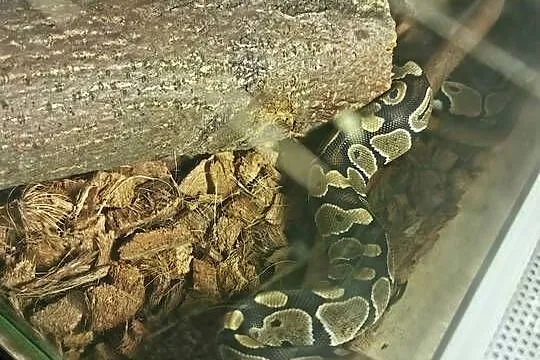 Sprzedam terrarium z wyposażeniem i lokatorem, Mazowieckie, Płońsk