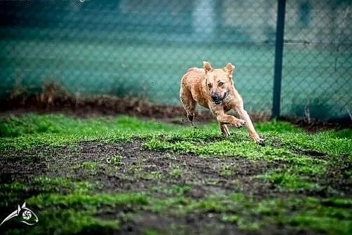 LORI-pieska do adopcji-dla Ciebie!,  śląskie Katow