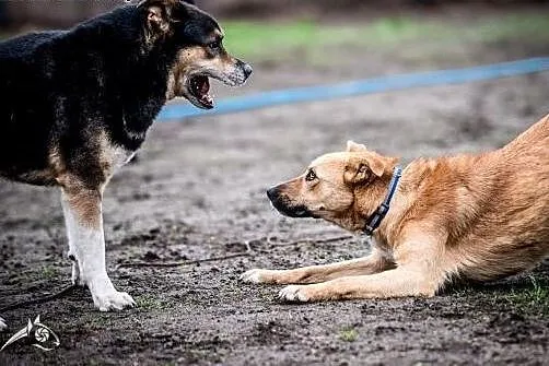 LORI-pieska do adopcji-dla Ciebie!,  śląskie Katow