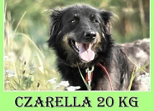 20kg,średnia,przyjazna,wesoła,towarzyska suczka CZ