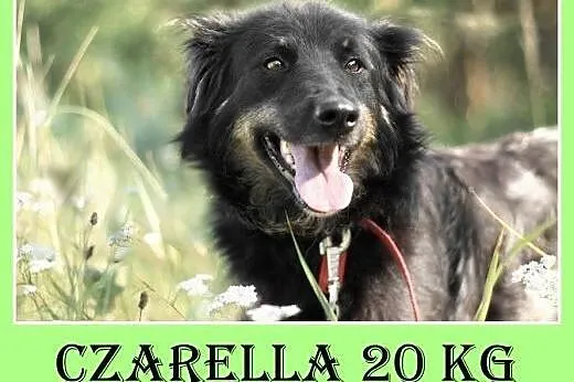 20kg,średnia,przyjazna,wesoła,towarzyska suczka CZ