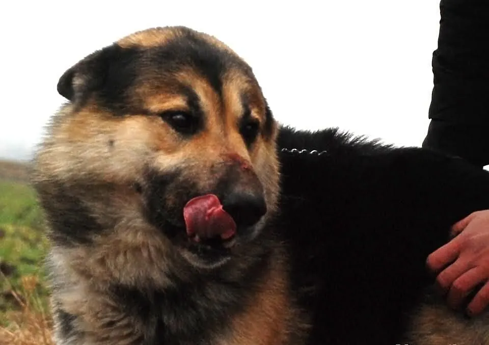 Gumiś mieszaniec alaskan malamute i owczarka ADOPC
