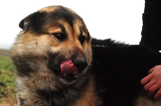 Gumiś mieszaniec alaskan malamute i owczarka ADOPC
