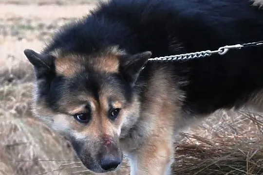 Gumiś mieszaniec alaskan malamute i owczarka ADOPC