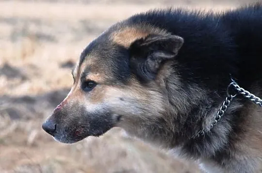 Gumiś mieszaniec alaskan malamute i owczarka ADOPC