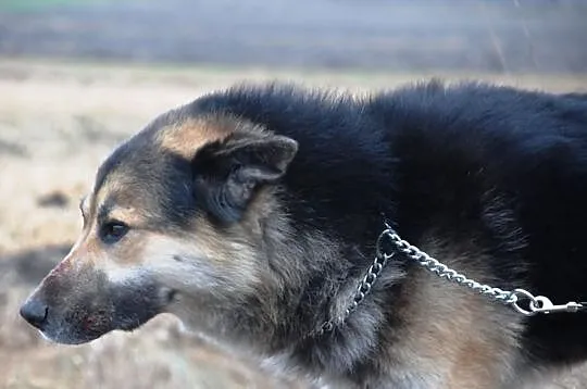 Gumiś mieszaniec alaskan malamute i owczarka ADOPC