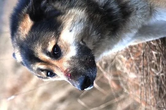 Gumiś mieszaniec alaskan malamute i owczarka ADOPC