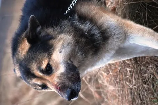 Gumiś mieszaniec alaskan malamute i owczarka ADOPC