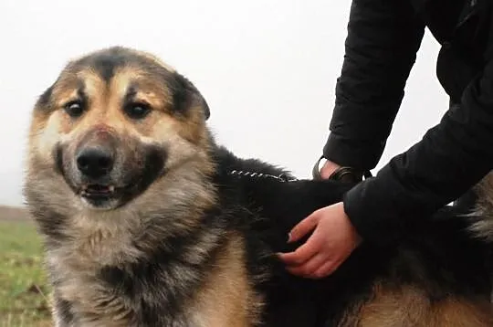 Gumiś mieszaniec alaskan malamute i owczarka ADOPC