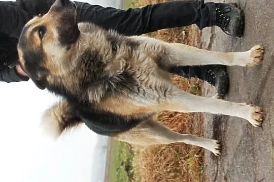 Gumiś mieszaniec alaskan malamute i owczarka ADOPC