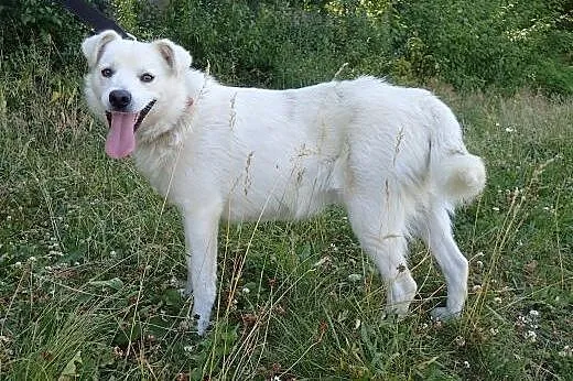 Andy biały misio 1,5 roczny szuka domu,  łódzkie T