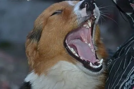 Lucky-skatowany przez człowieka cudem przeżył - dz