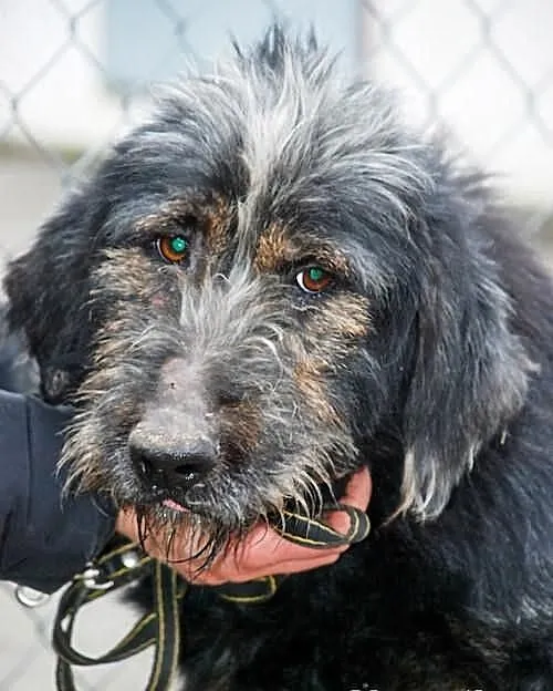 Irek - piękny duży mix sznaucer lub terrier, adopc
