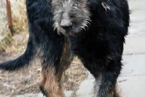 Irek - piękny duży mix sznaucer lub terrier, adopc