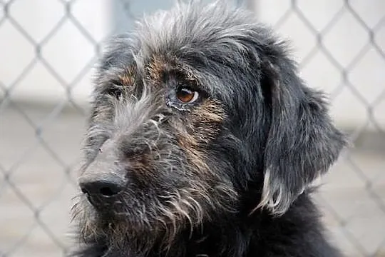 Irek - piękny duży mix sznaucer lub terrier, adopc