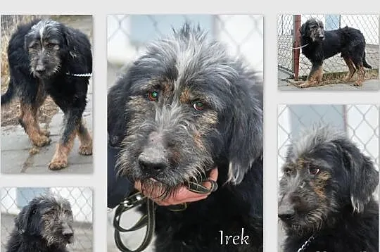Irek - piękny duży mix sznaucer lub terrier, adopc