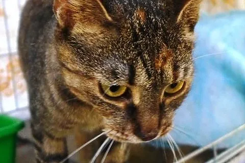Kora