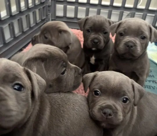 Staffordshire Bull Terrier szuka swojego stałego domu i miłości.