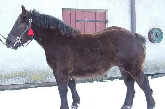 Klacz Grasana.