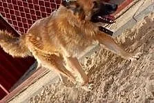 Rudy to 8 letni oraz miły rodzinny psiak do adopcji .,  łódzkie Skierniewice