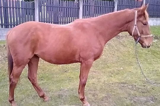 2,5 letnia klacz Lasko x Palermo, , 