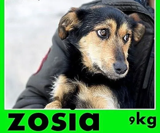 ZOSIA,9kg,młoda,łagodna,tulaśna,rodzinna suczka.AD