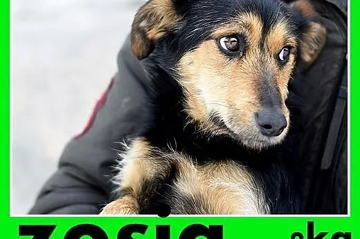 ZOSIA,9kg,młoda,łagodna,tulaśna,rodzinna suczka.AD