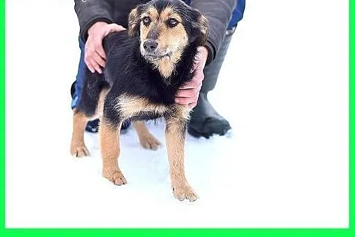 ZOSIA,9kg,młoda,łagodna,tulaśna,rodzinna suczka.AD