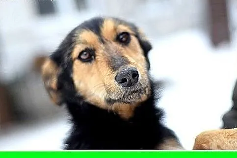 ZOSIA,9kg,młoda,łagodna,tulaśna,rodzinna suczka.AD