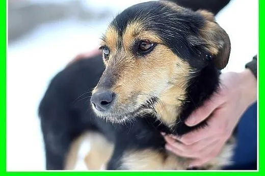 ZOSIA,9kg,młoda,łagodna,tulaśna,rodzinna suczka.AD