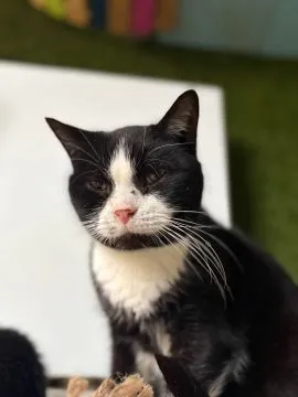Sany - poczciwy starszy kotek szuka pilnie domu!  Adopcja starszego kota to niezwykła decyzja, która