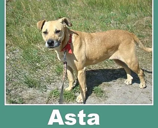 Przyjacielska, spokojna suczka Asta -adopcja, mał