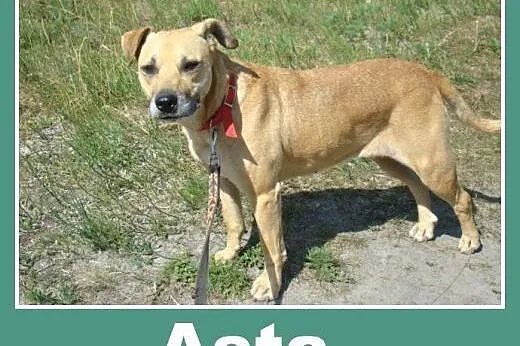 Przyjacielska, spokojna suczka Asta -adopcja,  mał