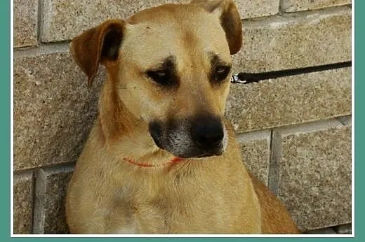 Przyjacielska, spokojna suczka Asta -adopcja,  mał